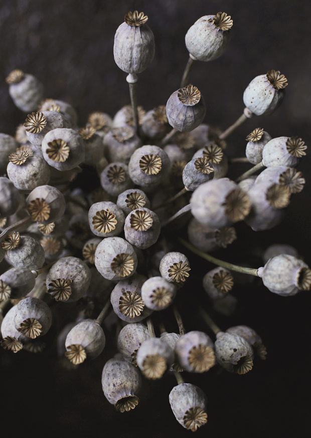 poppy seed pots