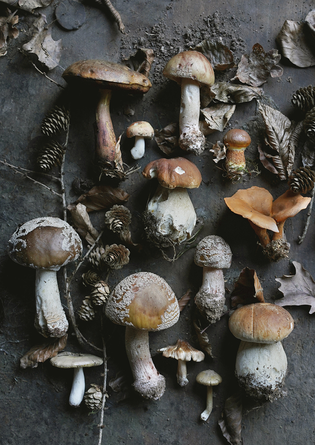 magical wild mushrooms