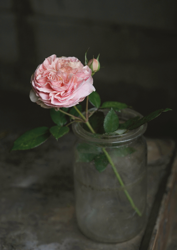 one pretty flower - rose