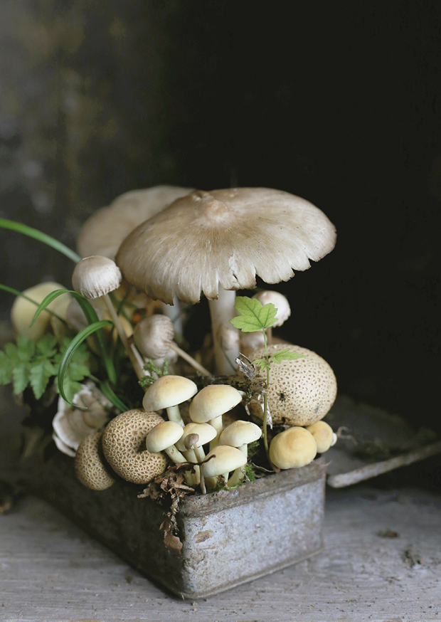mushroom garden II