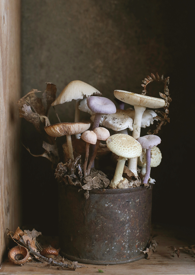 mushroom garden