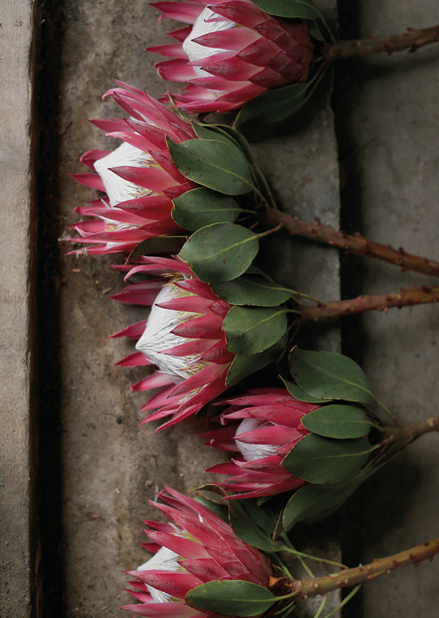 one pretty flower - protea