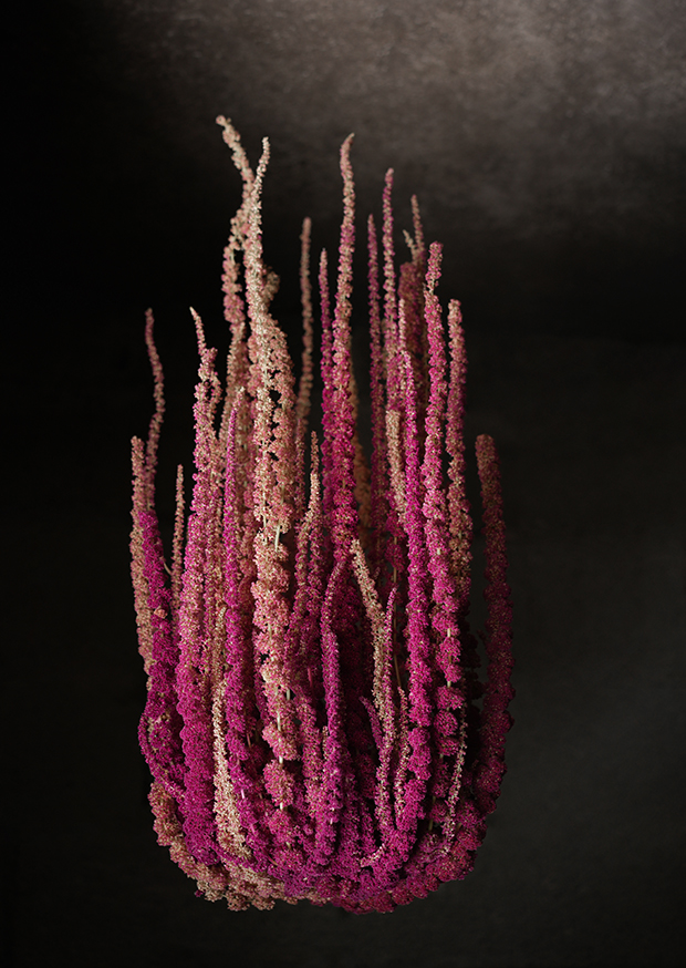 amaranthus