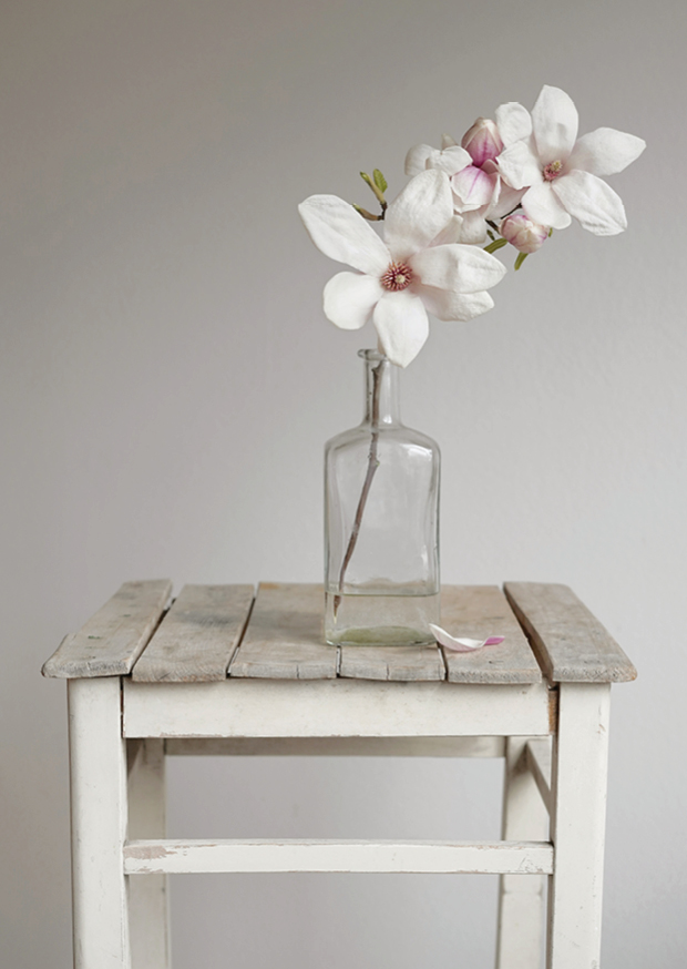 one pretty flower - magnolia